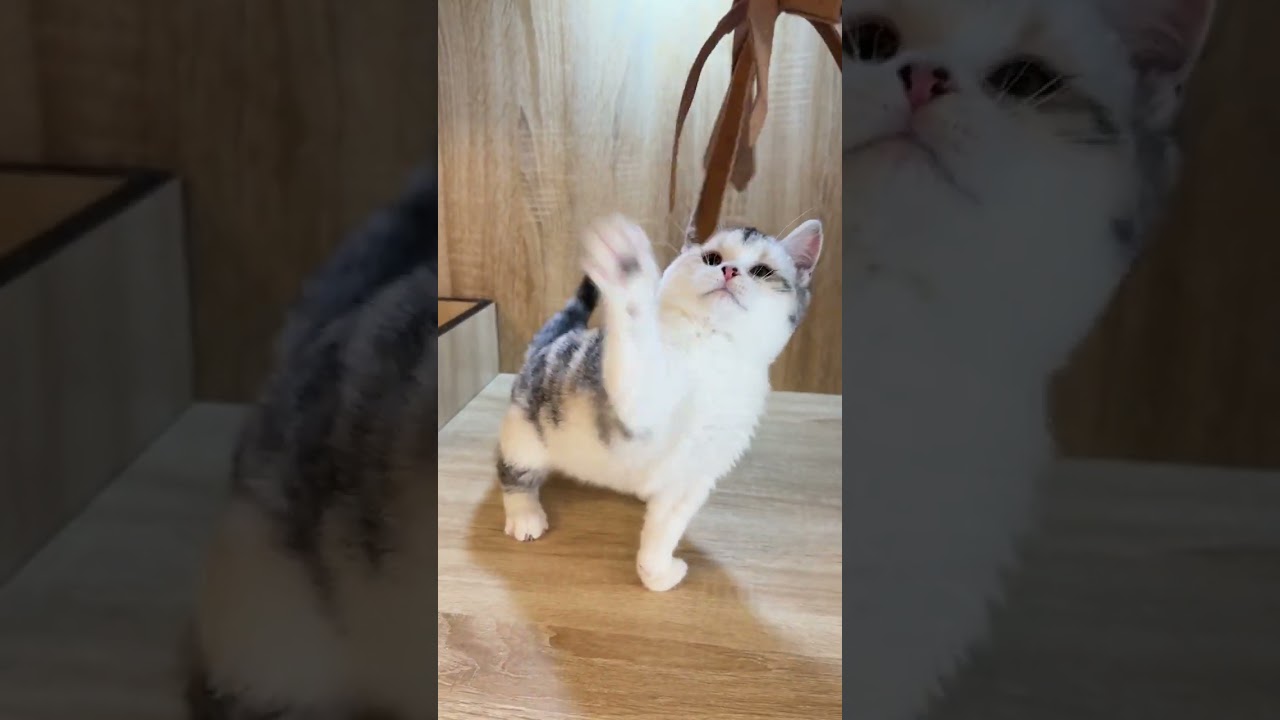 スコティッシュフォールド 可愛い女の子