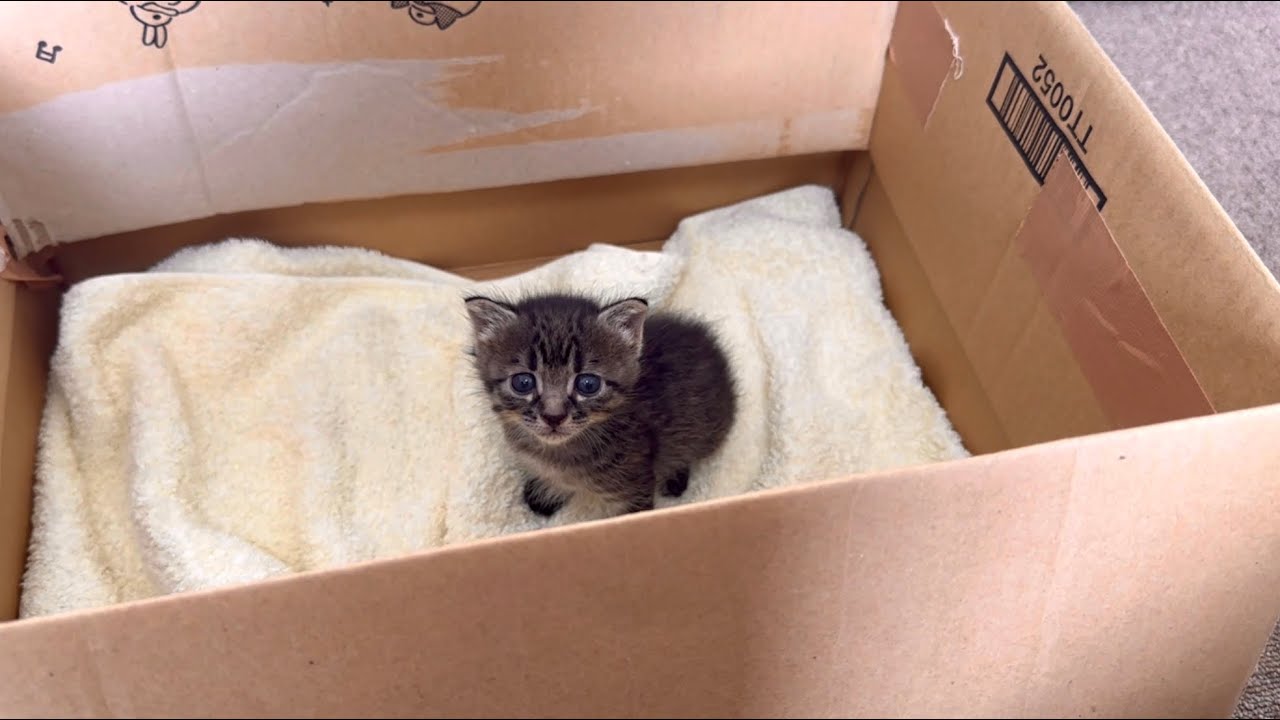 育児放棄！？生後2週なのに独りぼっちで鳴いていた子猫を保護しました。