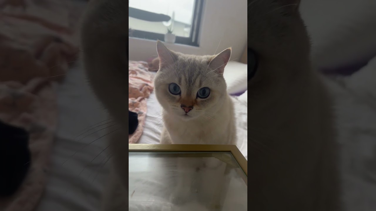 Kater Simba