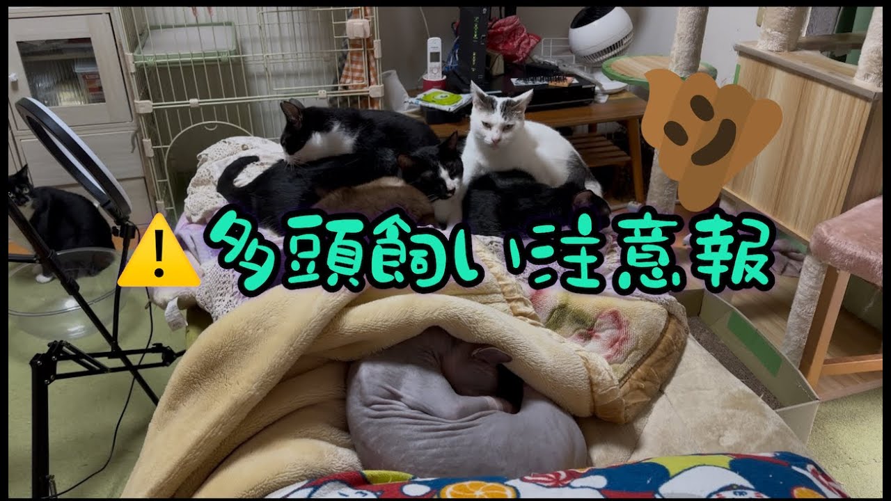 ⚠️多頭飼のトイレ事情‼️＃猫＃多頭飼い＃スフィンクス猫＃cat＃Sphynx
