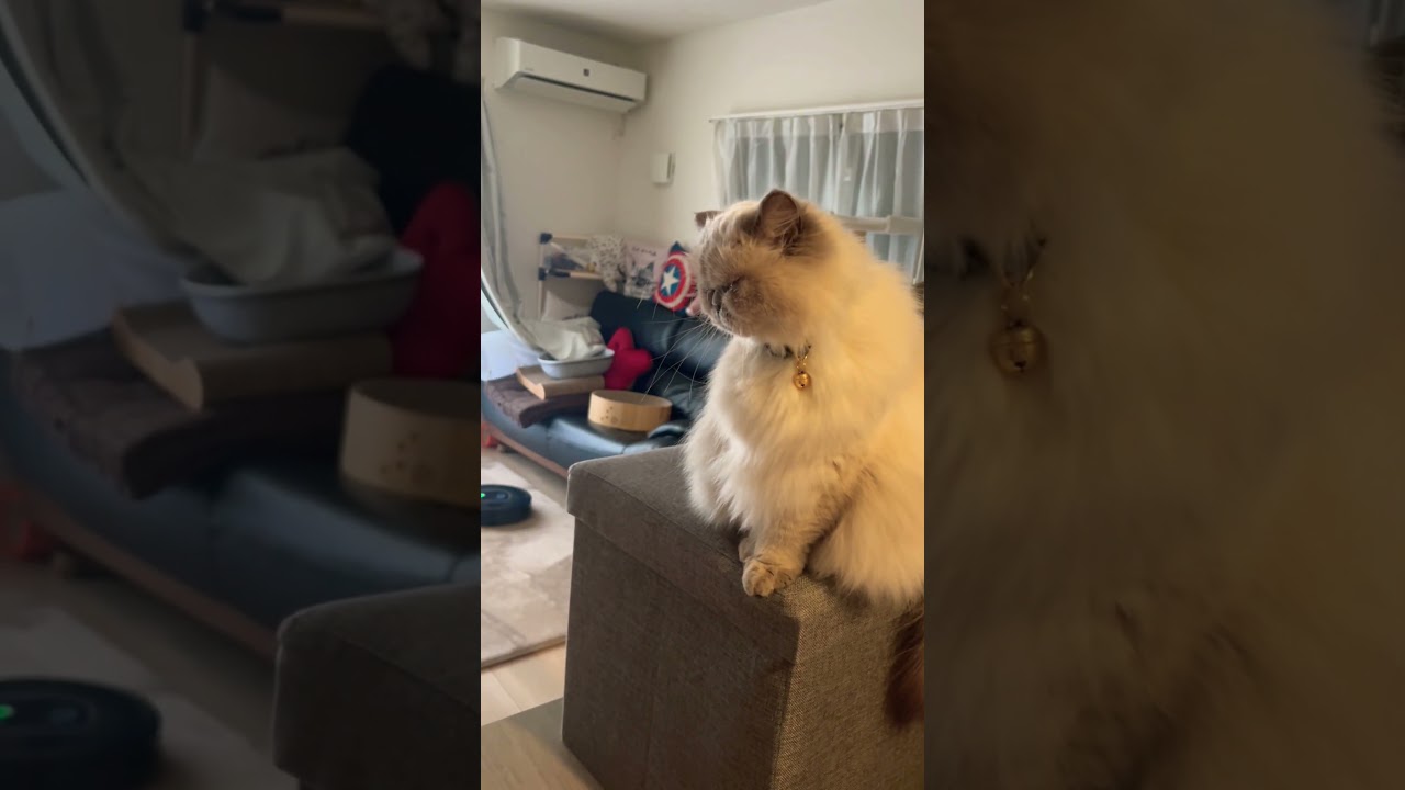 お掃除の邪魔しないヒマラヤンのマーベル🐈🐾 #shorts #cat #cute #catlover #猫のいる暮らし #ねこのいる暮らし #猫好きさんと繋がりたい