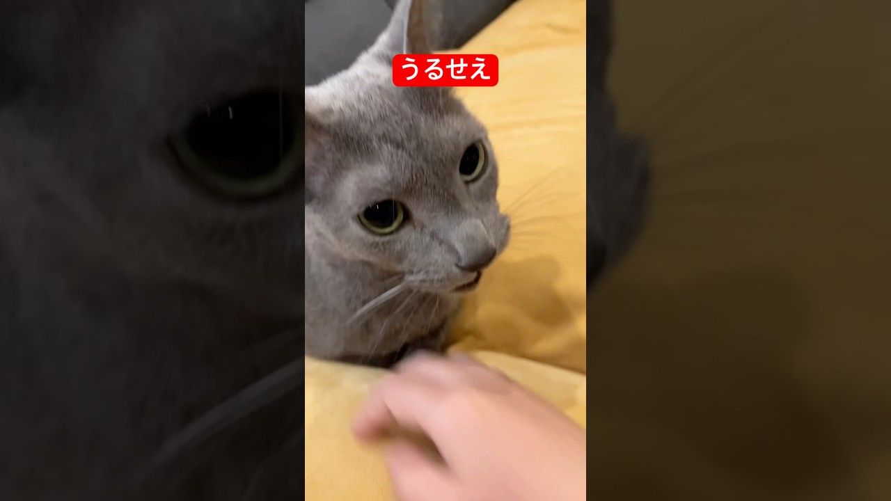 愛猫にささげる歌#ロシアンブルー #猫