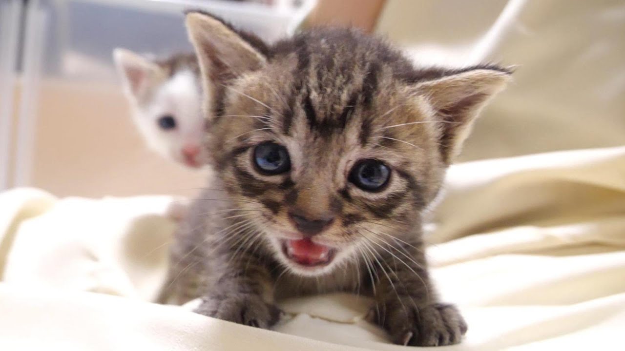子猫が「ぼくのミルクはまだですか？」と聞いてきました【赤ちゃん猫　保護猫】