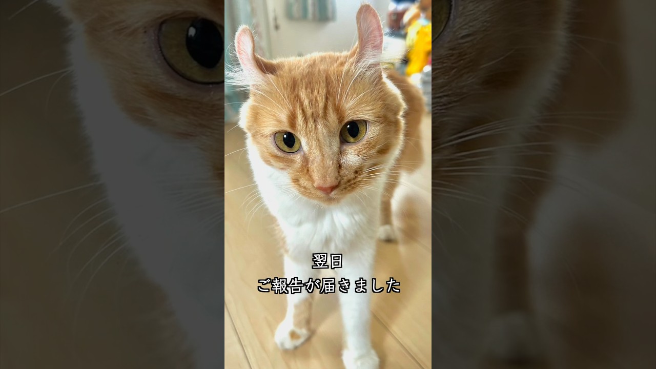 耳がカールした6ヶ月歳の保護猫がお見合いに挑みました #shorts #捨て猫 #保護猫活動 #アメリカンカール