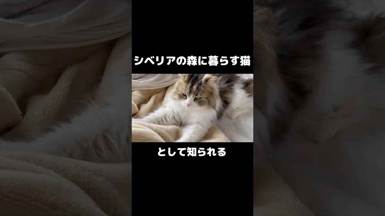 極寒のシベリアに暮らす猫が日本の冬を過ごした結果　#cat #サイベリアン #shorts #bgm