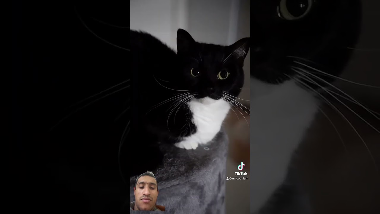 #55 #cat #catlover #blackcat #cute #cats #yt #ytshortsvideo