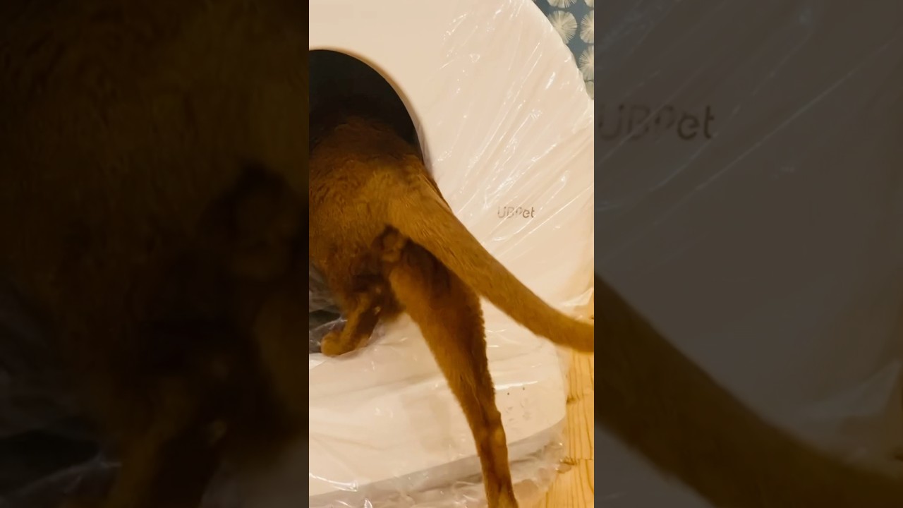 そして潜入成功#猫#こころ#アビシニアン#レッド#give#cat#abyssinian#red