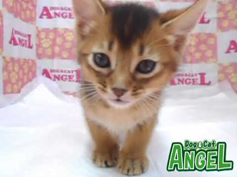 アビシニアン 2104064 【ペットショップエンゼル　子犬・子猫販売】