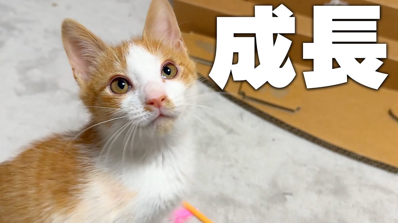子猫の成長速度がタケノコ並みに早すぎてそろそろ日本語喋るぞ