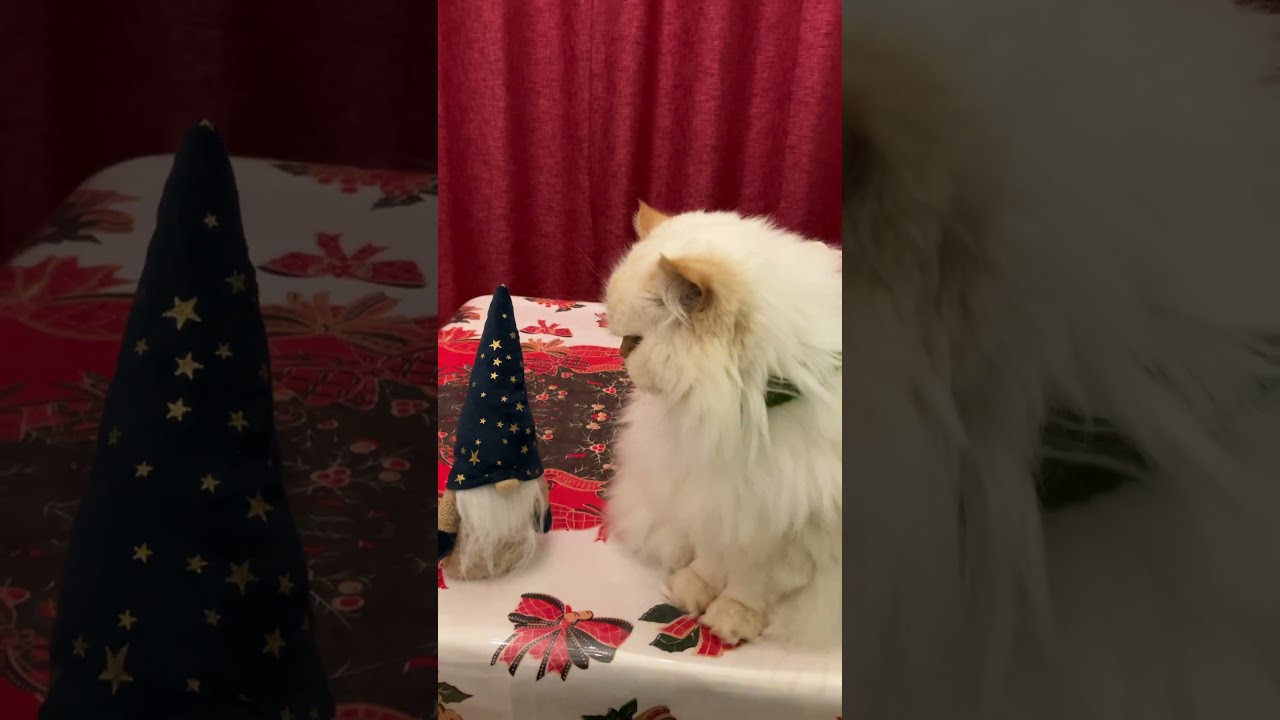 ♥チーノの日常【🎅もうすぐクリスマス🎄】（ホワイトヒマラヤン13歳）#shorts　#cat　#pets　癒し