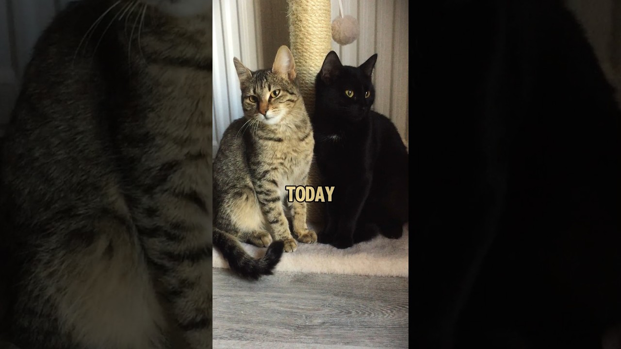 🤍 Kira and Dali 🖤 Before and After: 6 Weeks Later