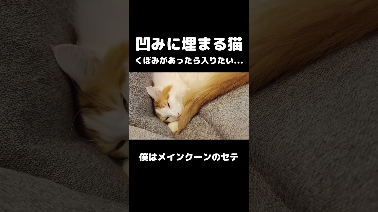 猫あるある #猫 #猫のいる暮らし #メインクーン #mainecoon #cat