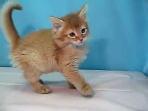 ソマリ　№120227　ペットショップ『ヒラマツケンネル』の子猫