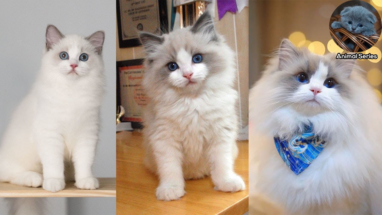 Ragdoll Cat Breed Information | Ragdoll Cat Price | Ragdoll Kittens
