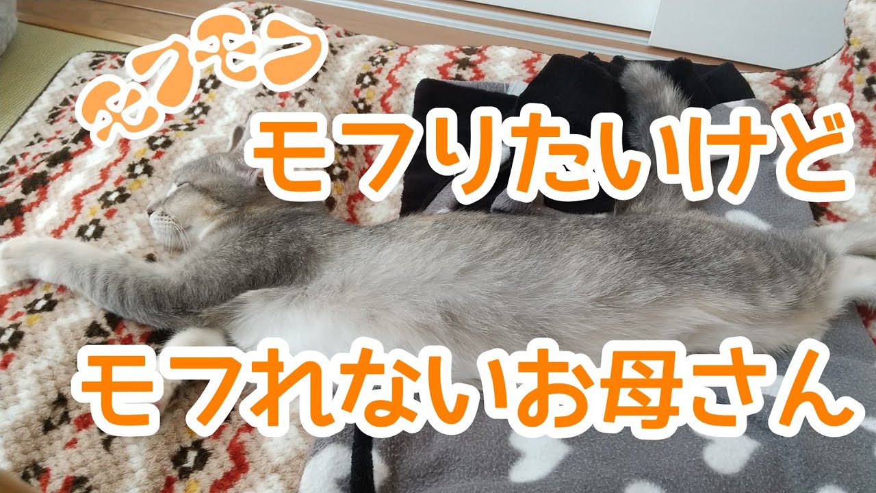 【モフりたい】るるちゃんにモフりたいお母さん【アメリカンカールの立ち耳の猫るるちゃん】