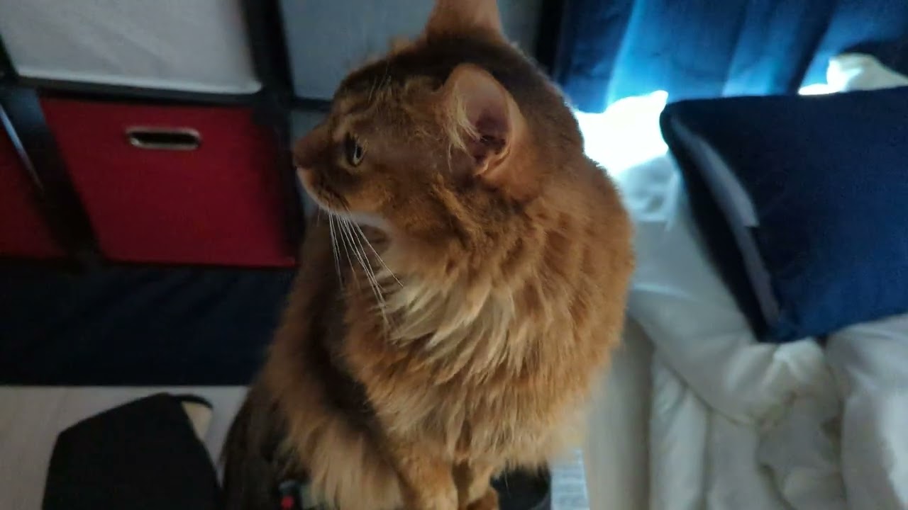 【1062日目】ステッパー占拠猫 #ソマリ #cat