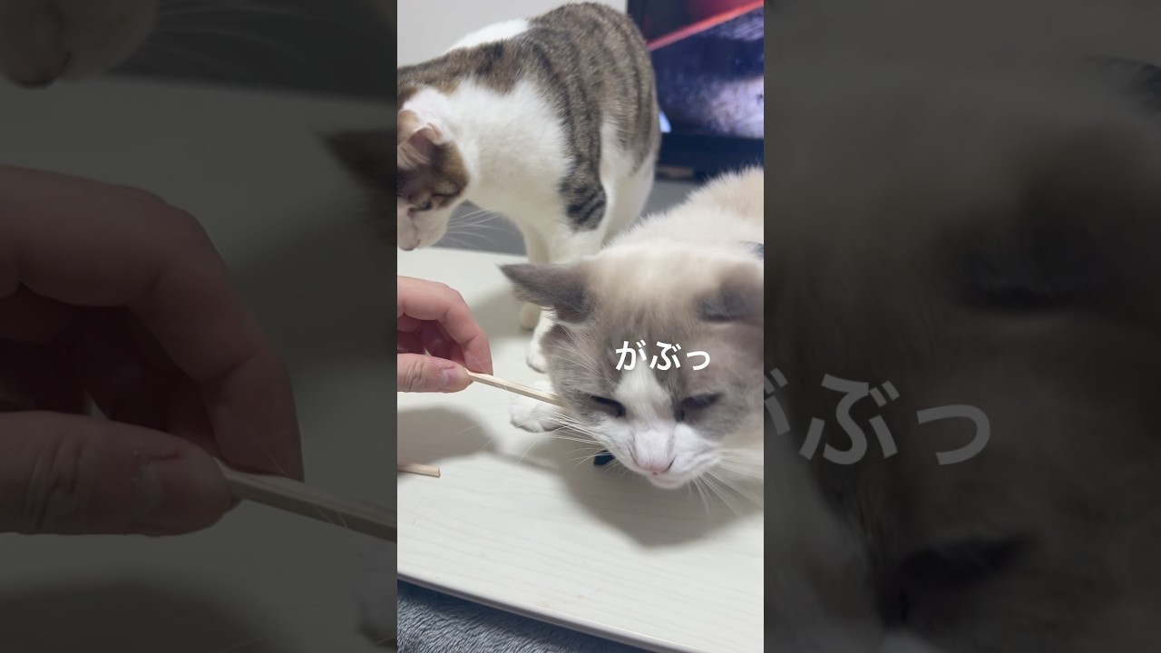 狙った獲物は逃がさないにゃ✨#cat #猫 #ラグドール #猫のいる暮らし