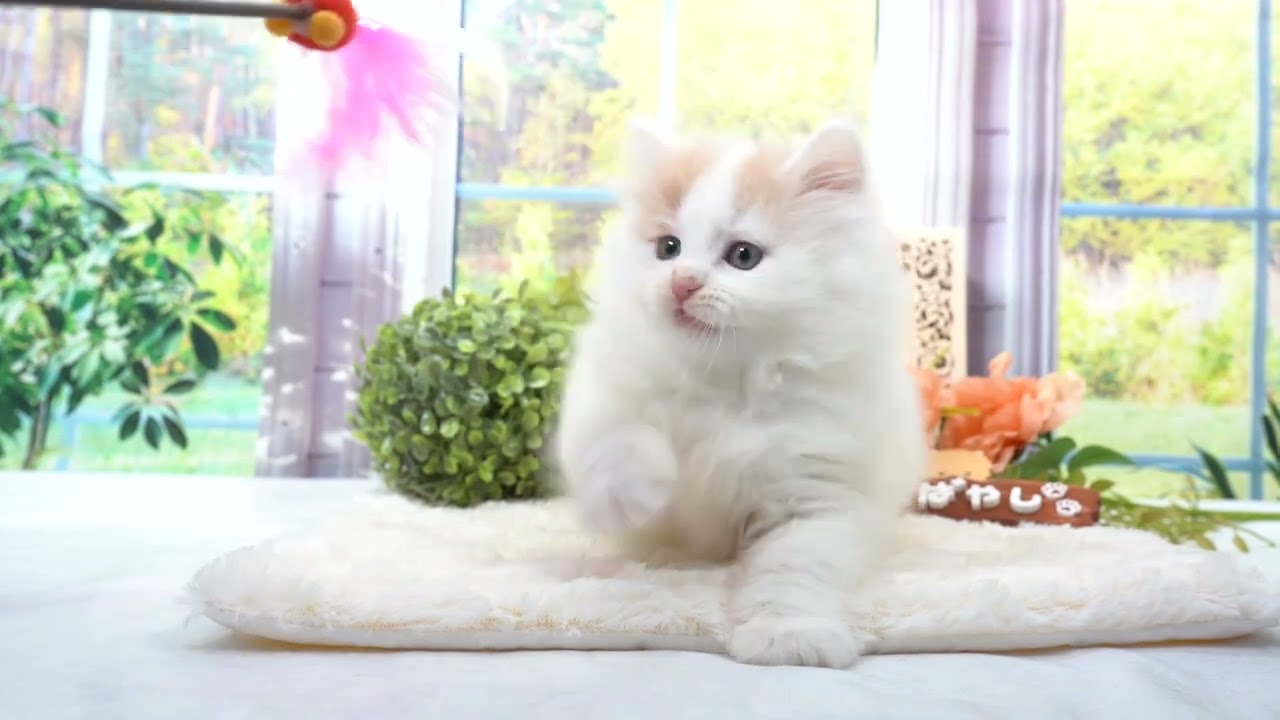 ノルウェージャンフォレストキャット 全てコミコミ総額表示✨当日見学も大歓迎！🐱✨