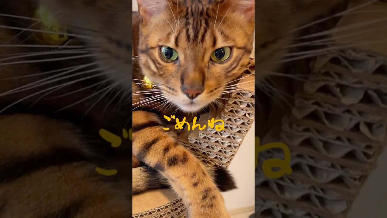 僕イケメン過ぎてごめんね💛 #shorts