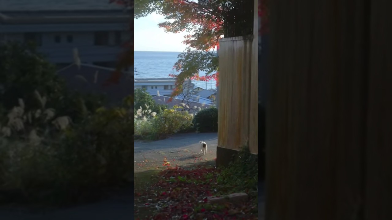 お散歩を先導する散歩猫のゆきちゃん！てくてく！てくてく！あたちについて来てね！ #ねこ #保護猫 #野良猫 #猫のいる暮らし #熱海 #ジャパニーズボブテイル