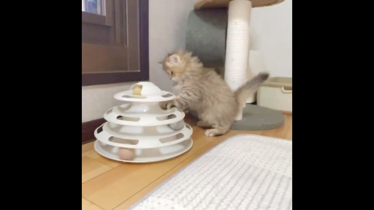 ミヌエット 綺麗なブラウン🐾両親に似て穏やかに成長する予感♪
