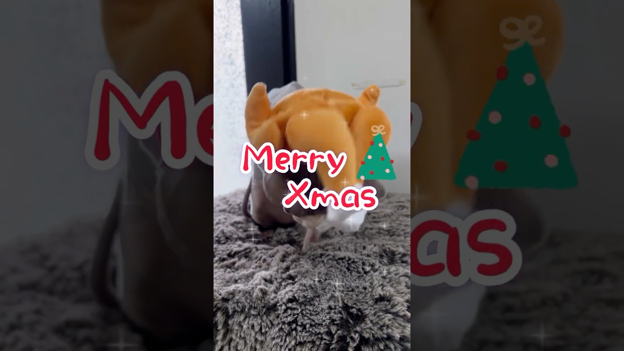 不思議な猫スフィンクスのクリスマスについての考察🎄#shorts #cat # christmas #猫 #猫 #sphynx