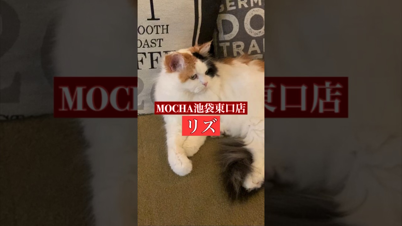 🐱リズ🐱　猫カフェMOCHA池袋東口店　(ラガマフィン♀)　2024/6/12 撮影分　#日替わり猫カフェにゃんこ