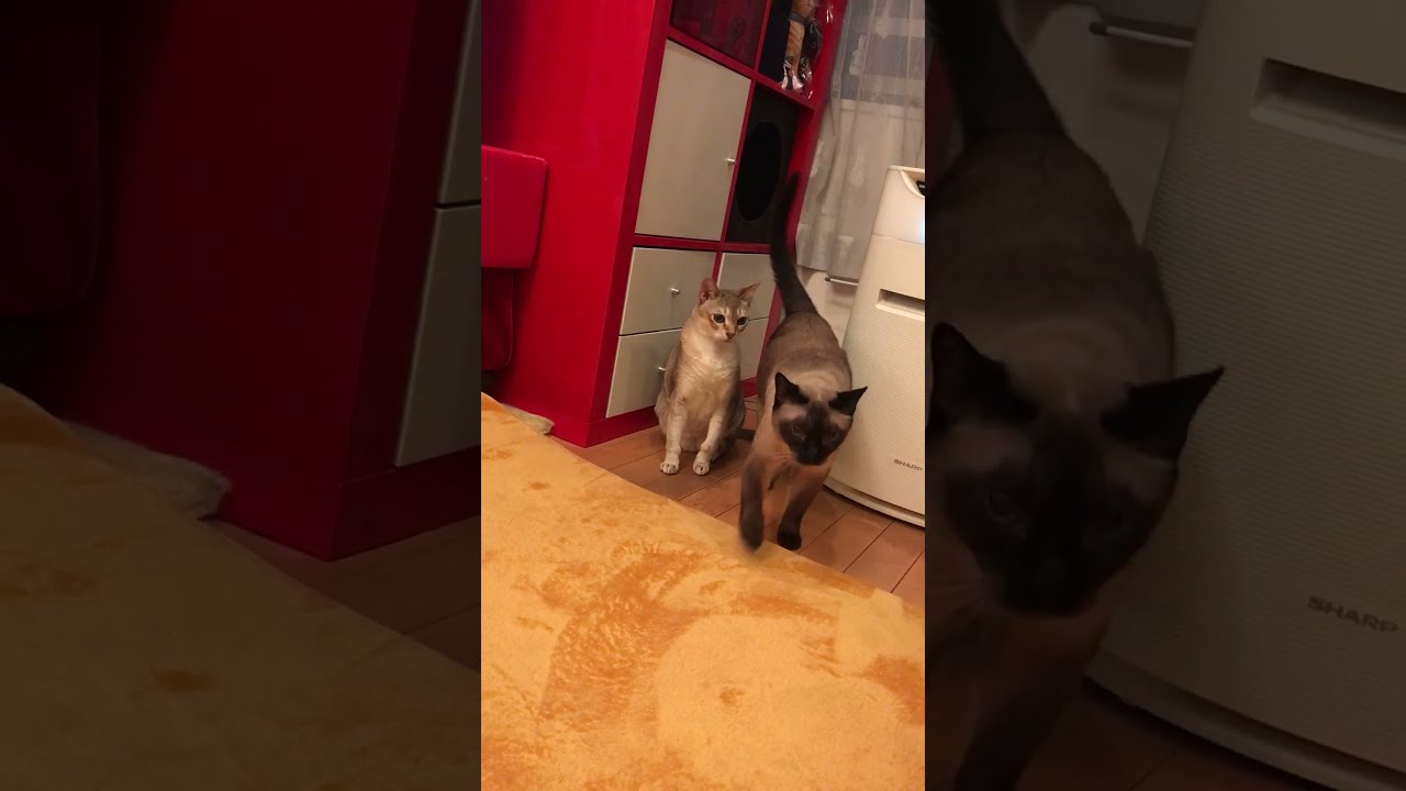 大好きなたぬき猫をこっそりクンクンしちゃうシンガプーラなのにゃ♪