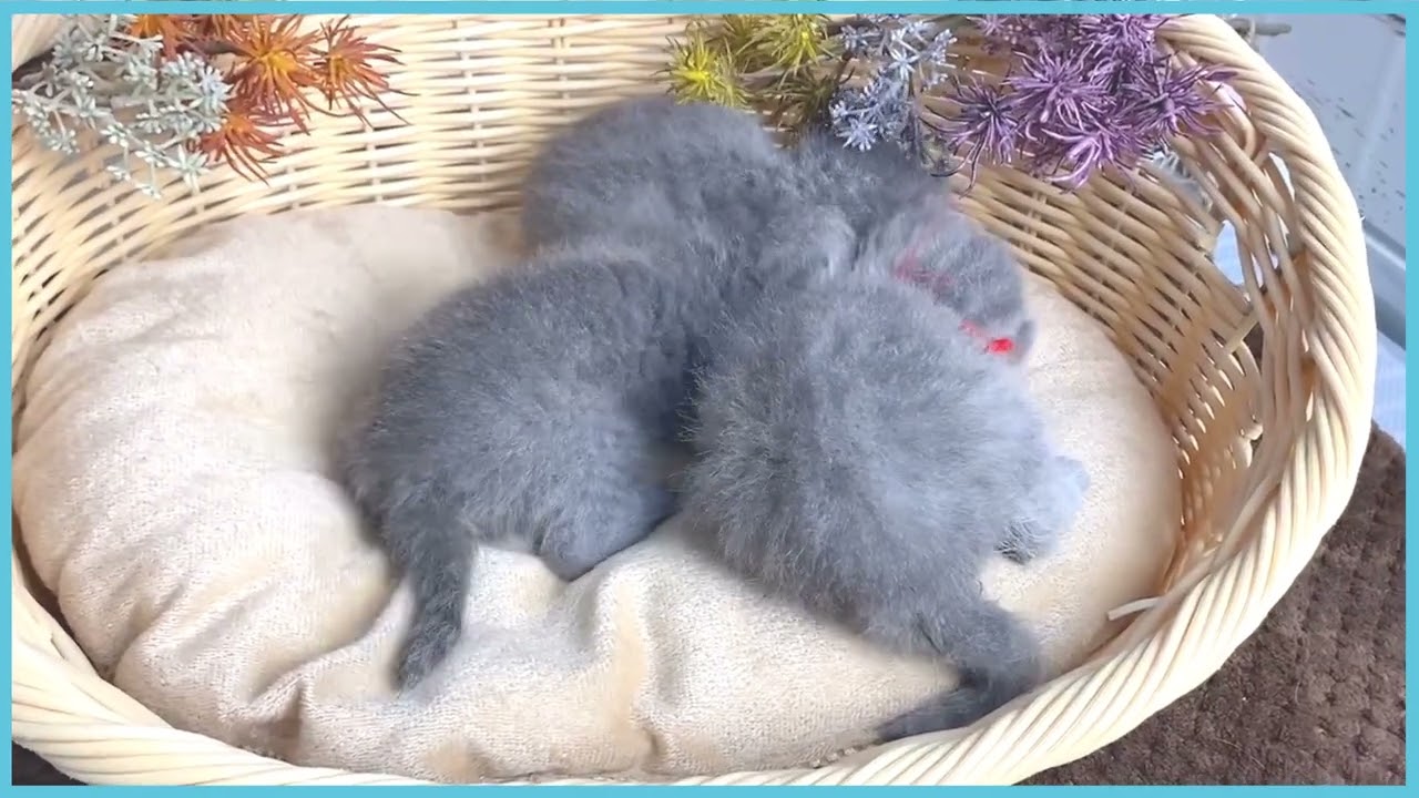 ペットショップCOO＆RIKU No00686998 ブリティッシュショートヘアー