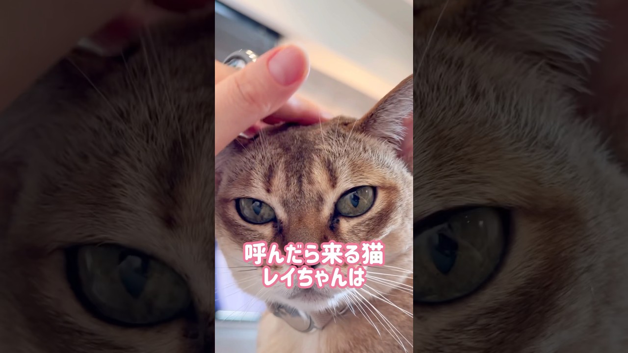 たまにハンモックに入るレイちゃん #シンガプーラ #cat #shorts