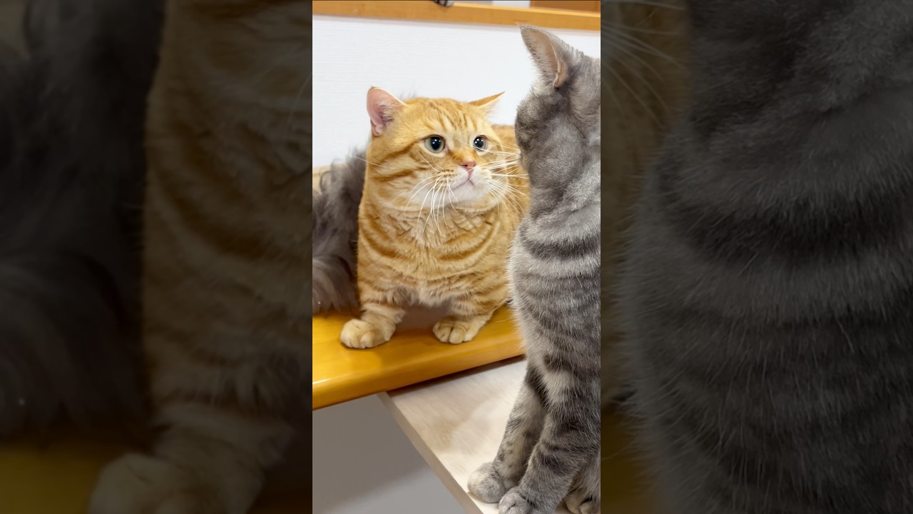 ぽちゃくんのキラキラした瞳に見つめられると... #猫 #マンチカン #shorts