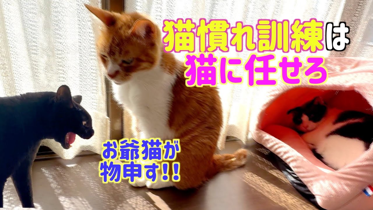 （猫慣れ訓練）お爺猫が平和的に立ち向かう姿にちょっと感動する