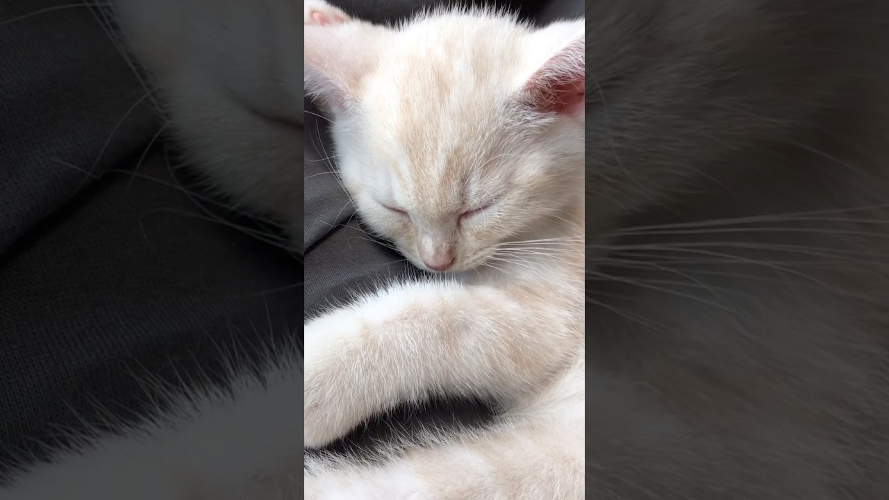 猫吸いしたくなる子猫　#テアタイム