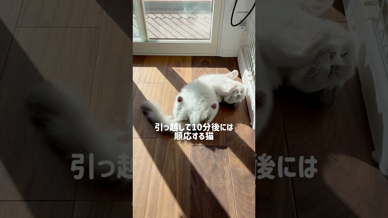 お引っ越ししました🐱 #ラグドール#ラグドール子猫#ブルーポイントバイカラー#子猫#猫#猫のいる暮らし#猫のいる生活#ragdoll#cat#kitty#kitten#ねこのいる生活