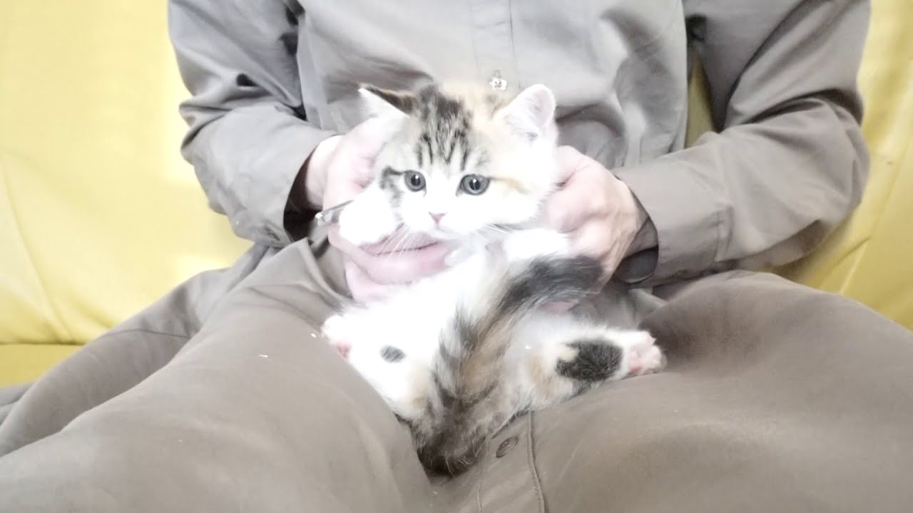 セルカークレックス子猫　2020.2.13産まれ　ブラウンパッチドタビー&ホワイト　女の子　シーダキャット猫のお店