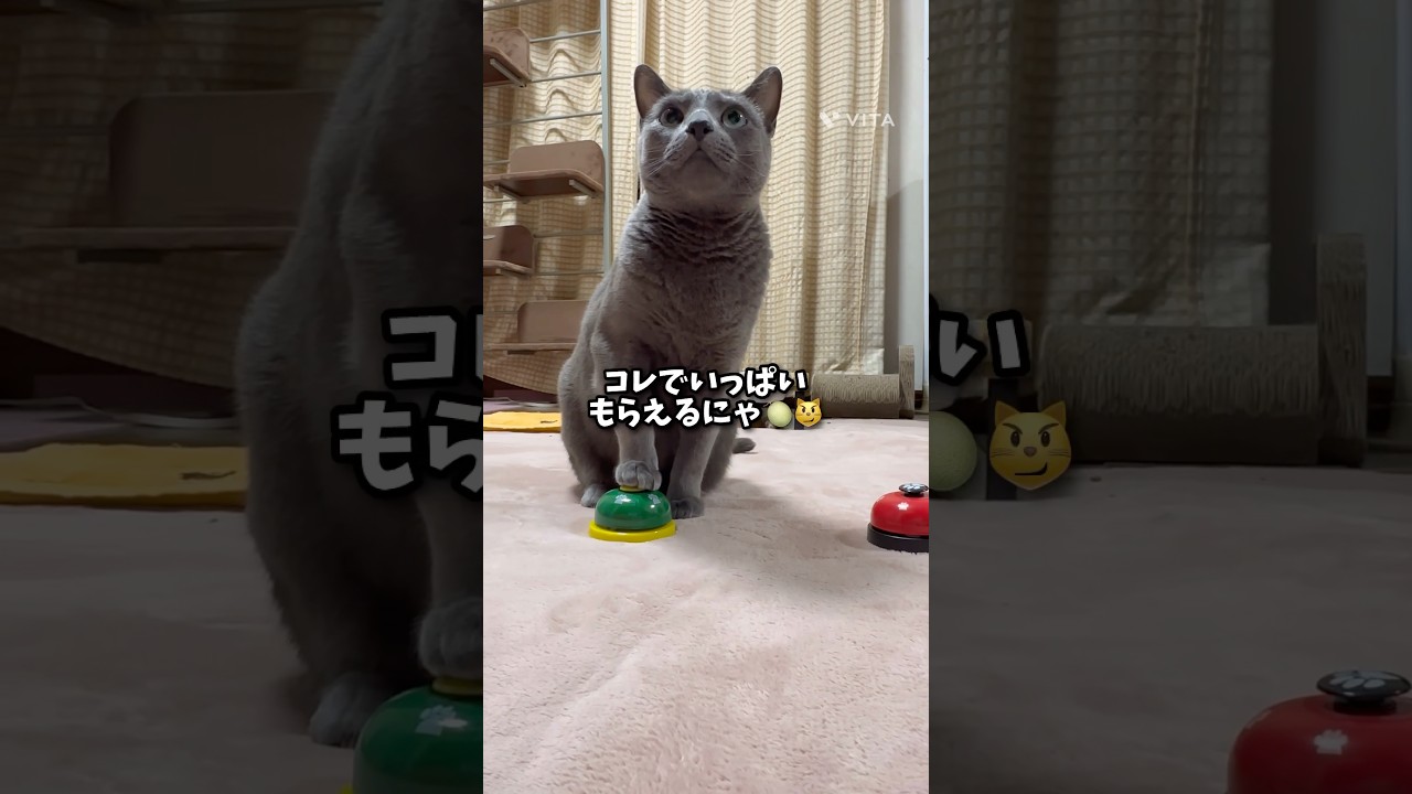 【ロシアンブルー】めろんの作戦〜両方ね🟥🟩🛎️🤭【猫】#shorts