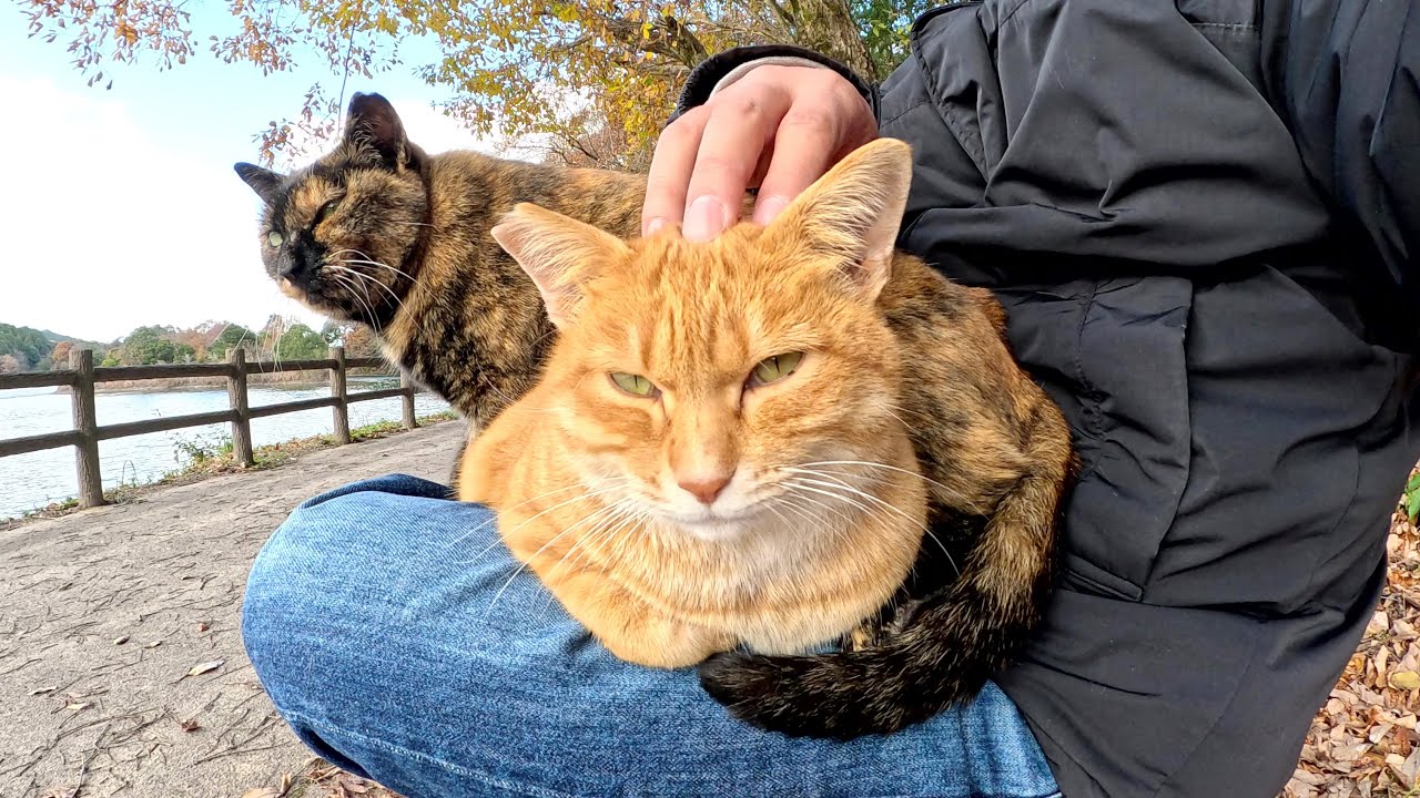 茶トラ猫とサビ猫の兄妹をダブルでひざに乗せようとした結果・・・