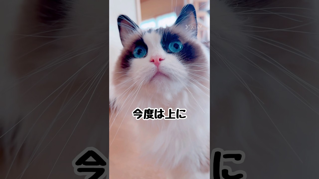 【猫って見えるの？】#猫 #猫のいる暮らし #ラグドール #shorts