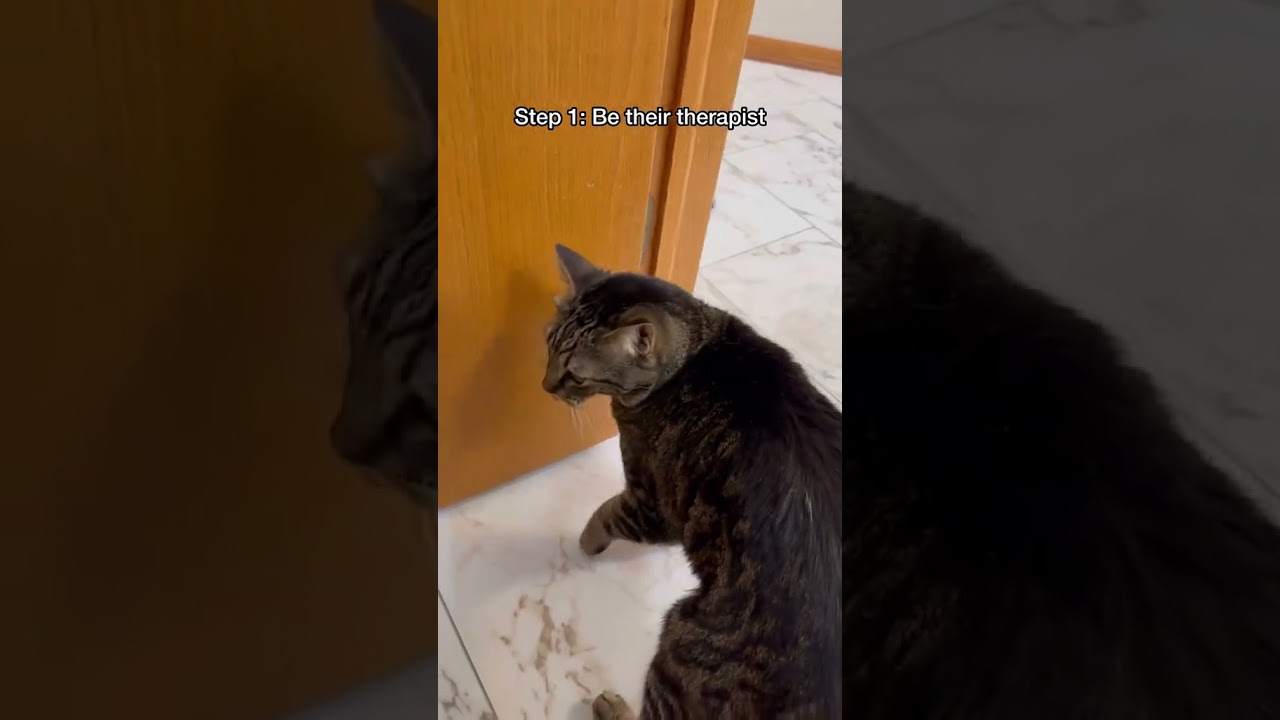 Unleash Your Inner Cat Whisperer with Chip the Manx 🔮