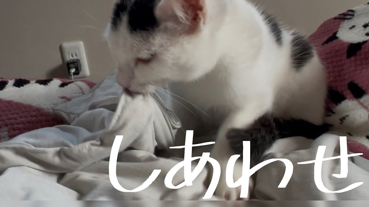 猫のお出迎え、甘えるミルねーさんが可愛い。ゴロゴロ言わせてふみふみ。＃ねこ＃保護猫＃cat