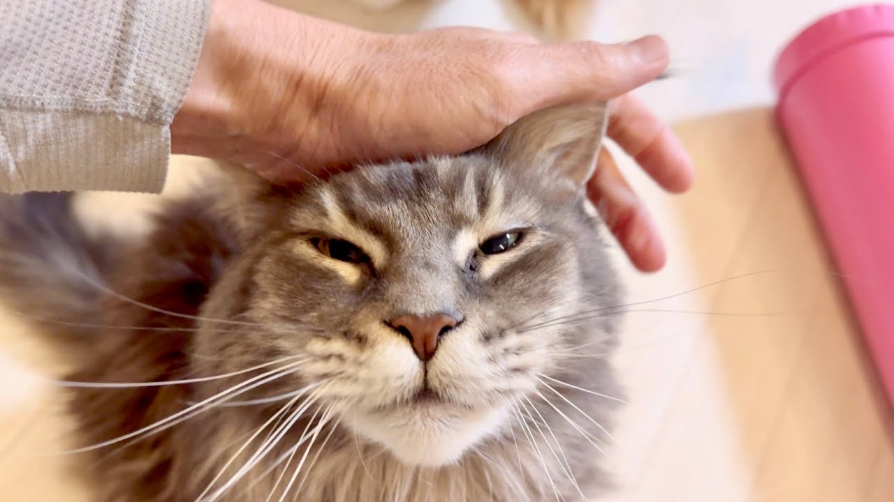 お出迎え猫　659日目　メインクーンのいる生活