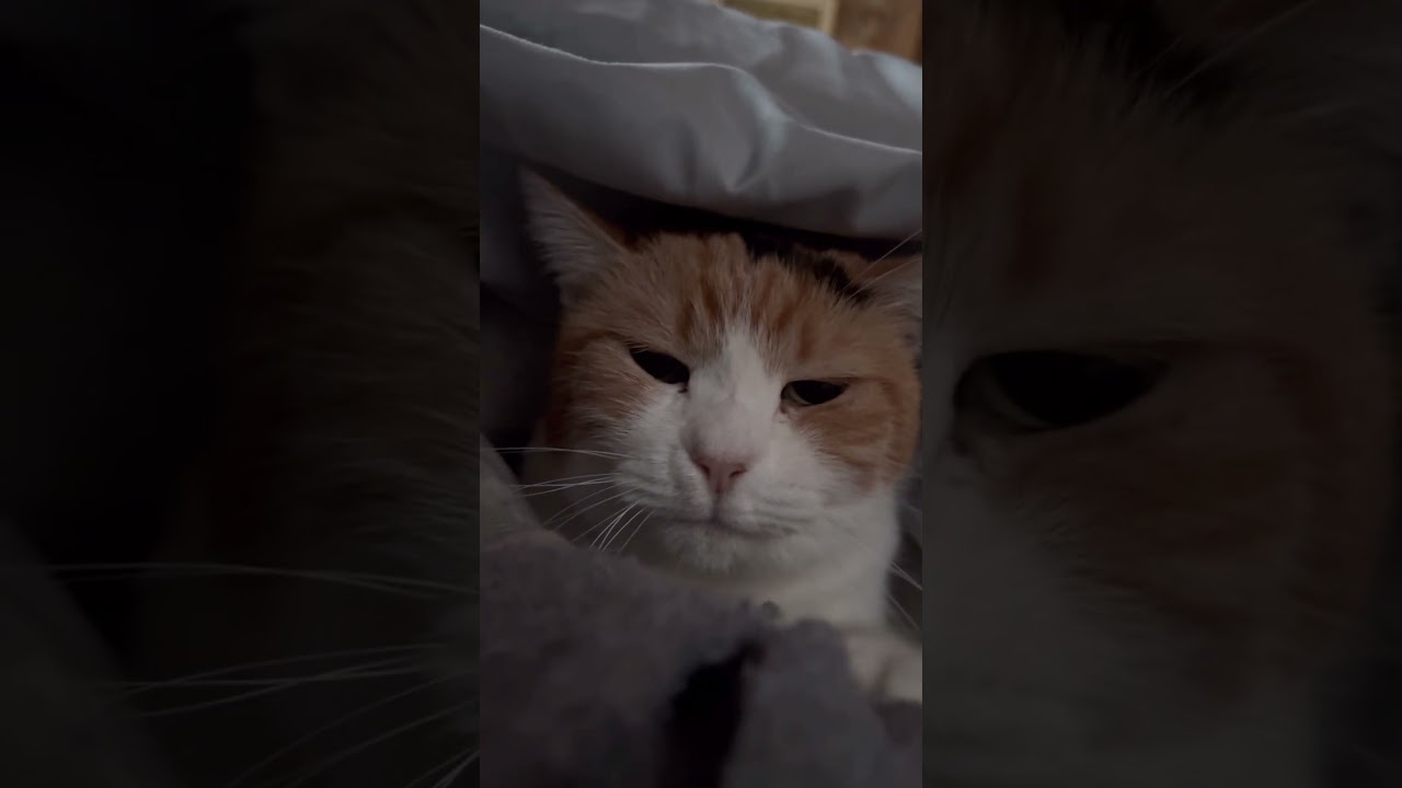 【三毛猫】朝からマッサージで忙しいミケ