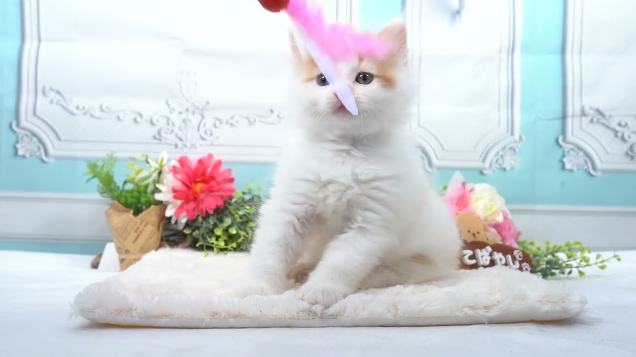 ノルウェージャンフォレストキャット 全てコミコミ総額表示✨当日見学も大歓迎！🐱✨