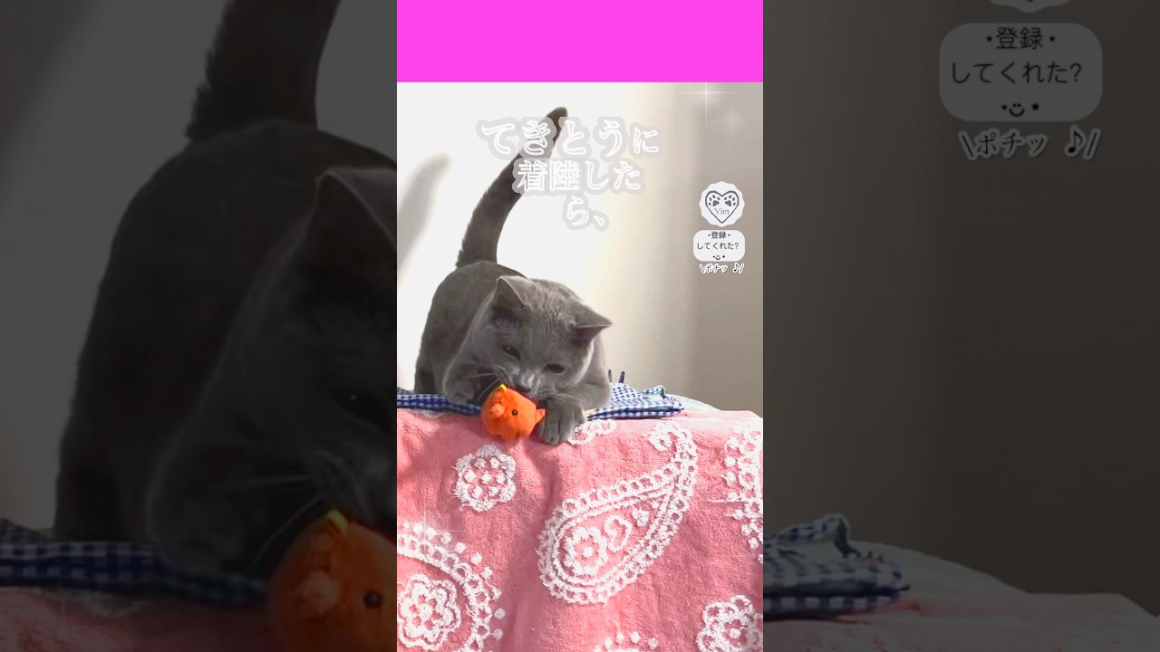 【てきとうに着陸した】ら、…🐙笑 #猫 #cat #シャルトリュー #chartreux #猫ショート #catshort #hilarious #parallel #Liza