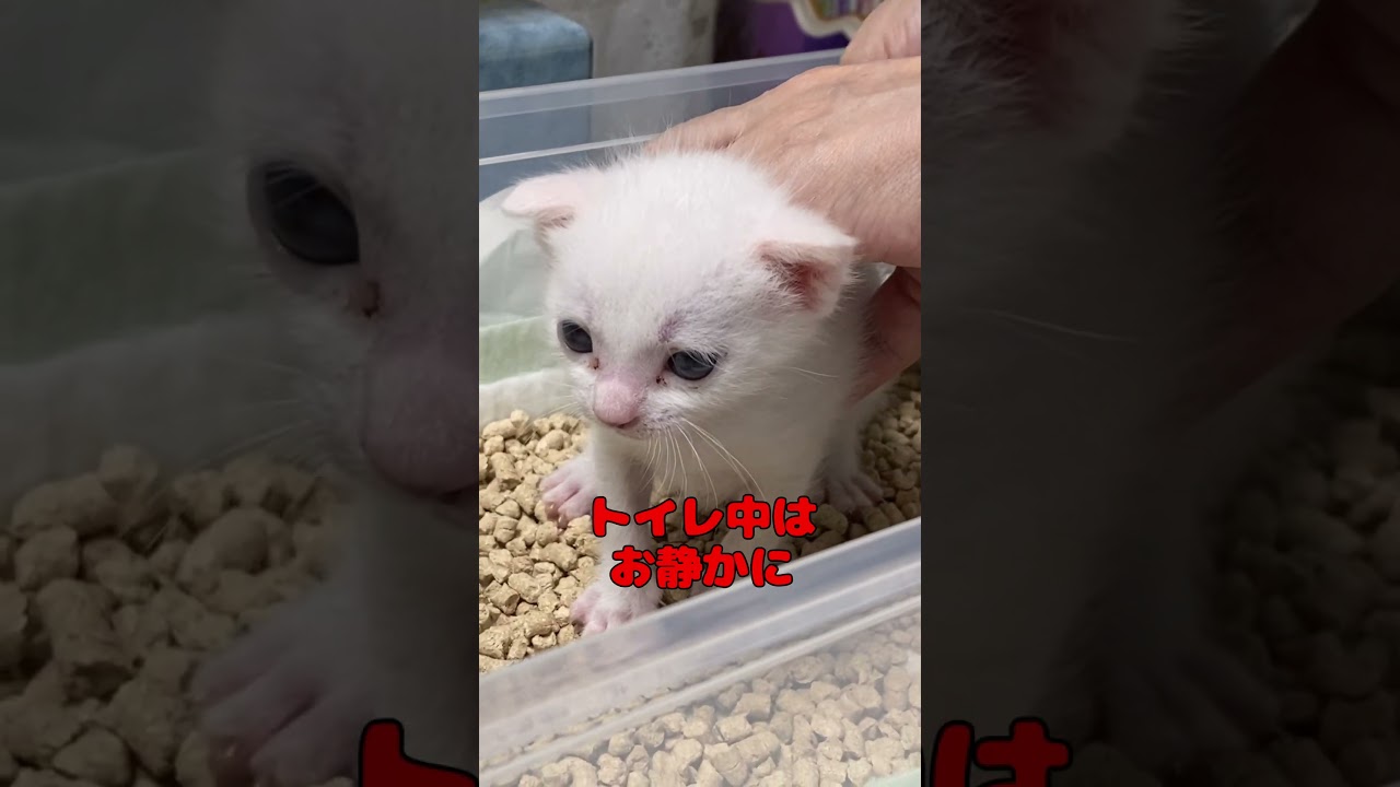 ずっと鳴いていたのにトイレは静かになる赤ちゃん猫が可愛い
