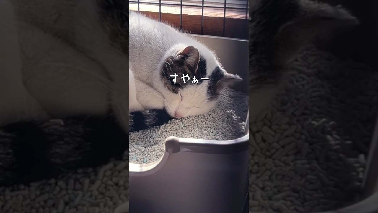 なぜ飼い主に捨てられた？野良猫を保護