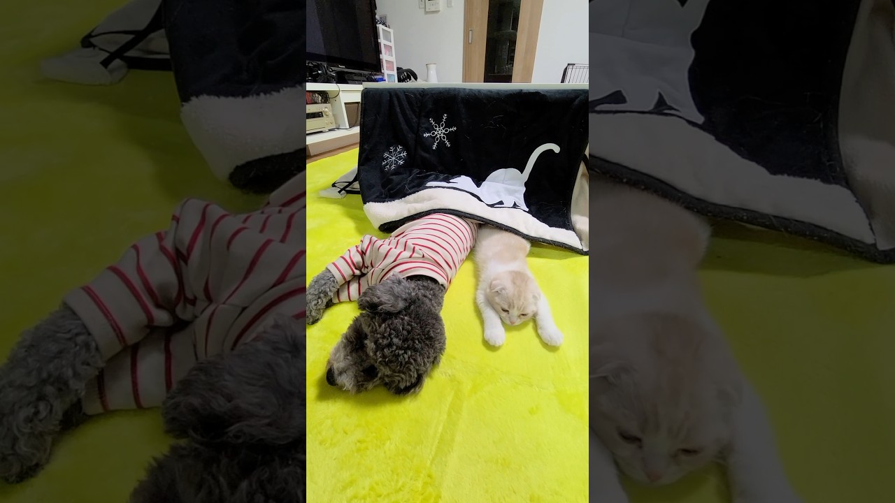 初めてこたつを体験した猫が極楽すぎてこうなってました...#猫 #犬と猫