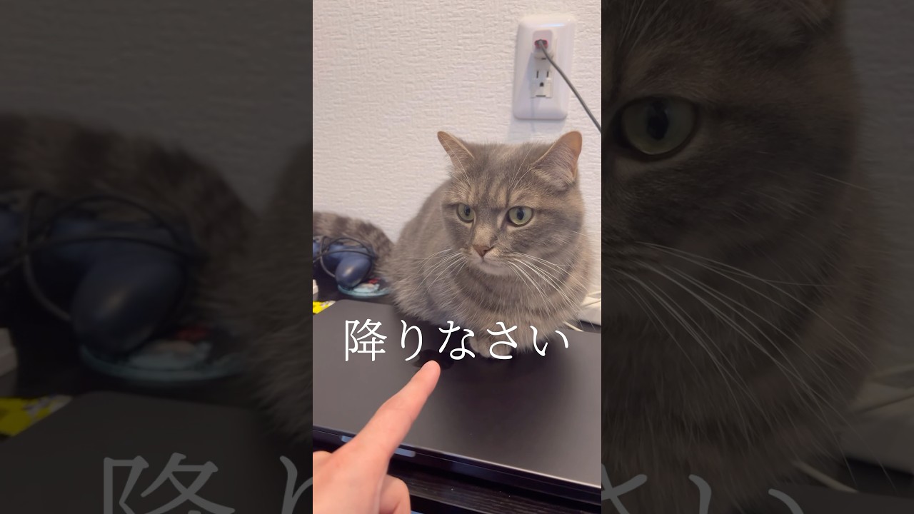 猫が悪いことをしてたので注意した結果...#shorts #猫 #マンチカン