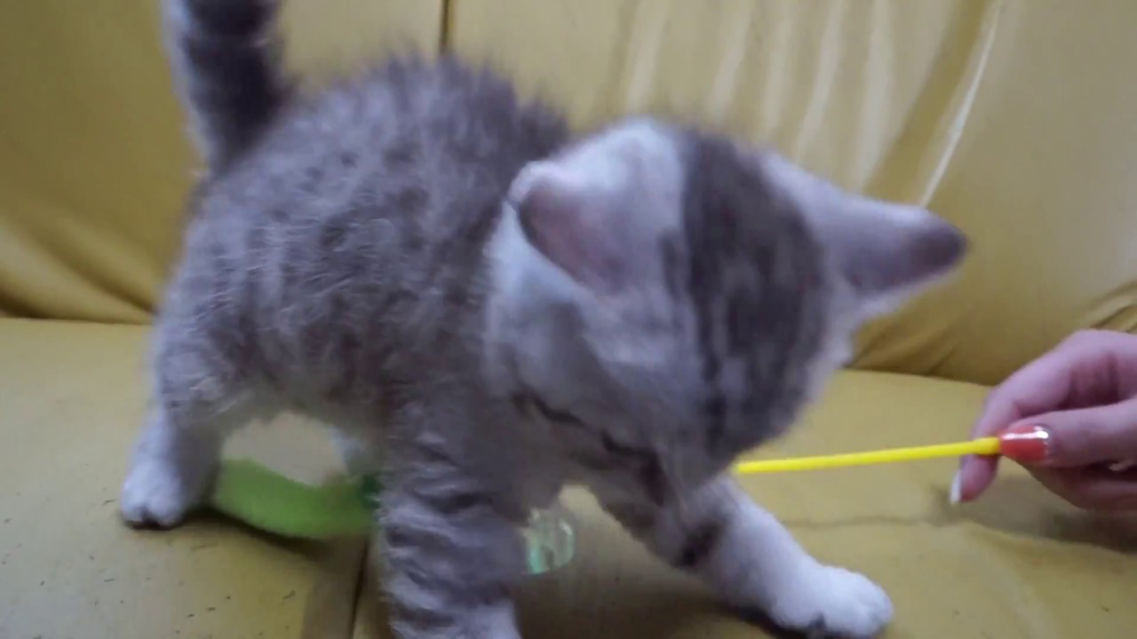 セルカークレックス子猫2018.4.5産まれ男の子シルバースポテッドタビーシーダキャット猫のお店