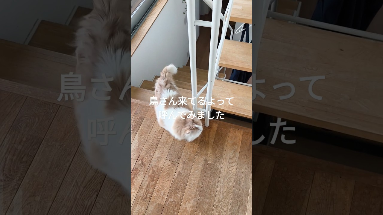 【猫のいる暮らし】 #cat #ペラシャ #猫 #スコティッシュフォールド